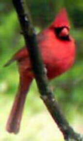 Male Northern Cardinal