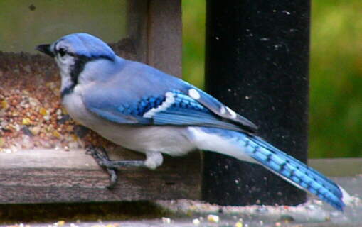 Bluejay