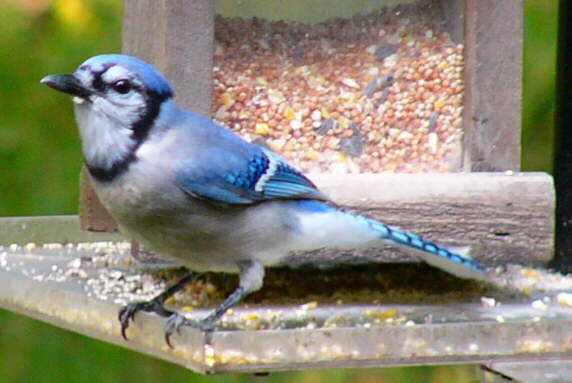 Bluejay