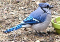 Bluejay