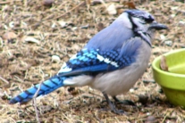 Bluejay
