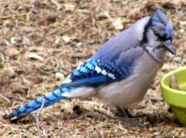 Bluejay