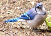 Bluejay