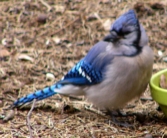 Bluejay