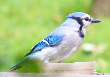 Bluejay
