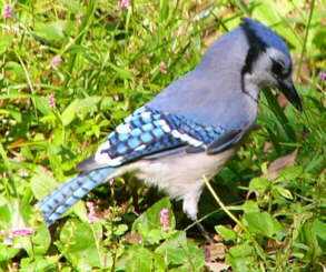 Bluejay