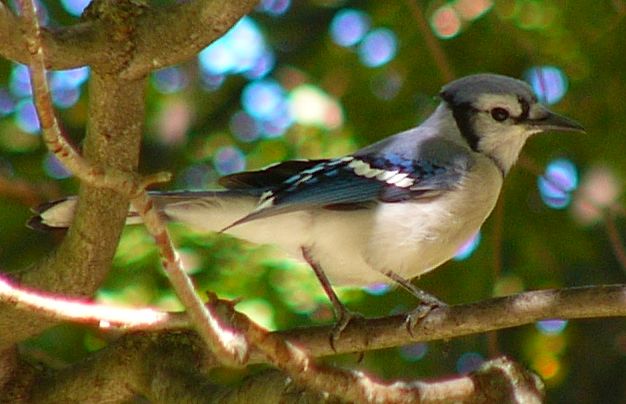 Bluejay