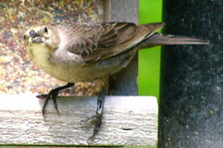 Brown-headed Cowbird