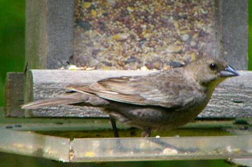 Brown-headed Cowbird