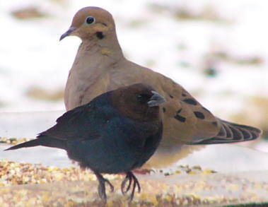 Brown-headed Cowbird