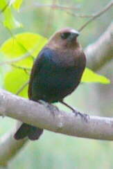Brown-headed Cowbird