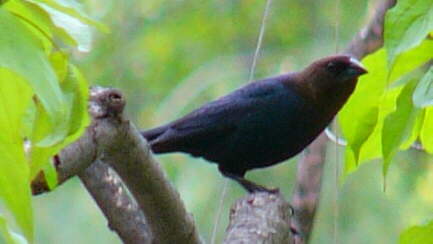 Brown-headed Cowbird