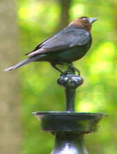 Brown-headed Cowbird