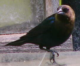 Brown-headed Cowbird
