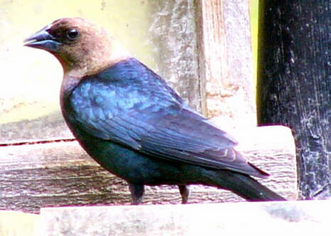 Brown-headed Cowbird