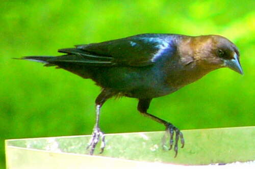 Brown-headed Cowbird