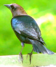 Brown-headed Cowbird