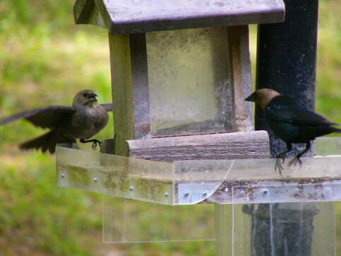 Brown-headed Cowbirds