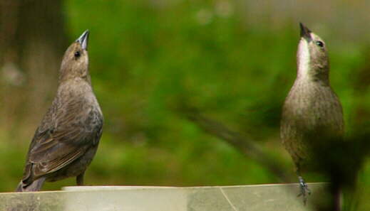 Brown-headed Cowbird