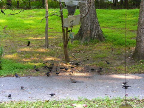 Brown-headed Cowbirds