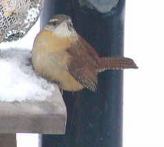 Carolina Wren
