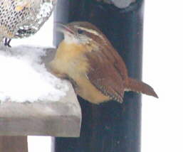 Carolina Wren