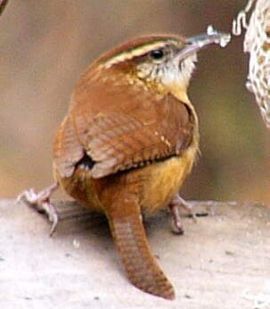 Carolina Wren