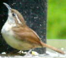 Carolina Wren