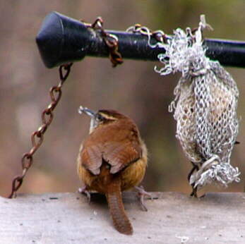Carolina Wren