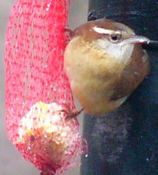 Carolina Wren