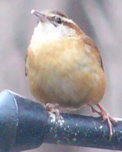 Carolina Wren