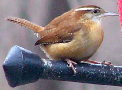 Carolina Wren