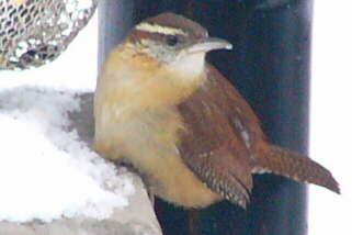 Carolina Wren