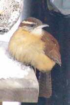 Carolina Wren