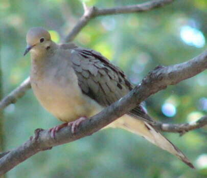 Mourning Dove