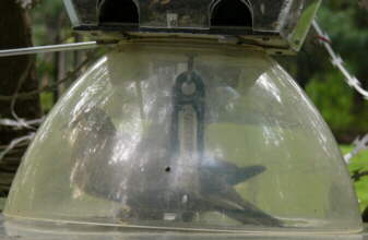 Dove Caught in feeder