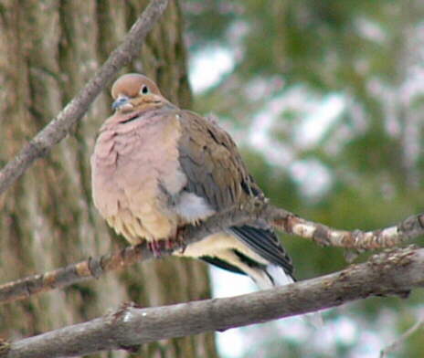 Mourning Dove