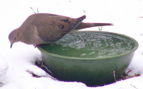 Mourning Dove