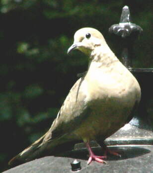 Mourning Dove
