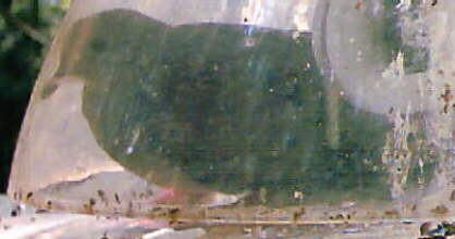 Dove Caught in feeder