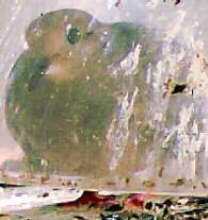 Dove Caught in feeder