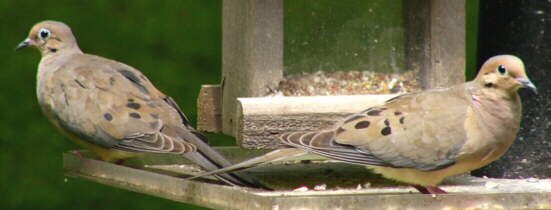 Mourning Doves
