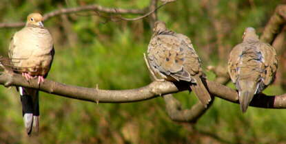 Mourning Doves