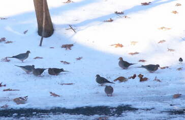 Mourning Doves