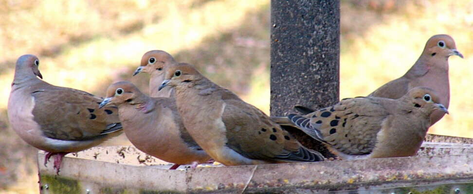 Mourning Doves