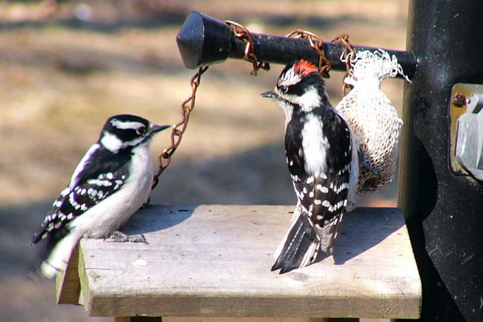 Male and Female Downy Woodpecker