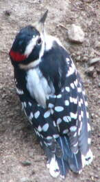 Male Downy Woodpecker