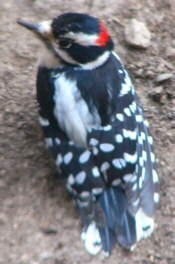 Male Downy Woodpecker
