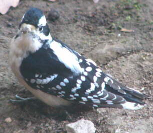 Male Downy Woodpecker