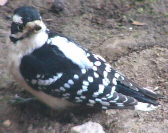 Male Downy Woodpecker